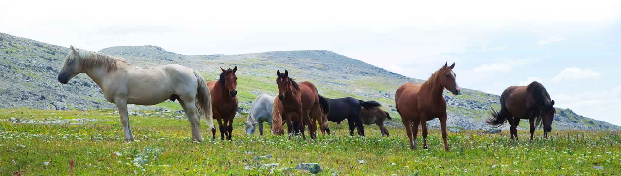 Horse-Divider Therapy with Horses - Horses in Field