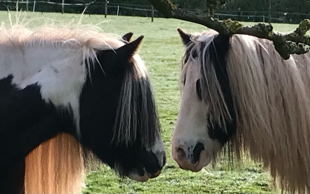 News from the Neddies - Therapy with Horses